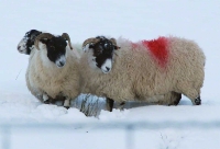 snowsheep